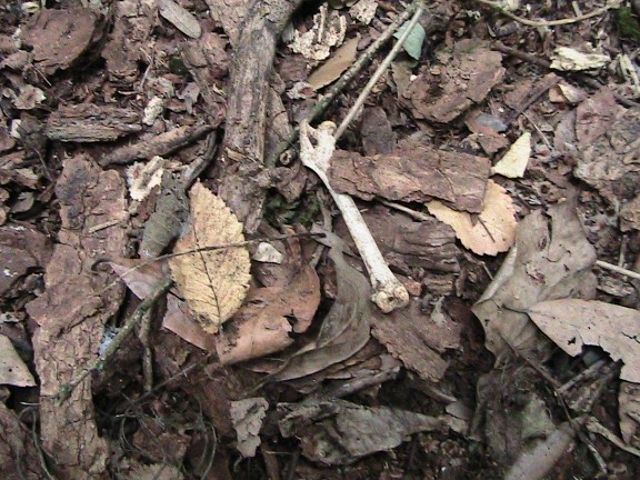 Inquietanti tracce in una villa...al centro di Roma!!!
